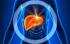 Liver Location In The Body